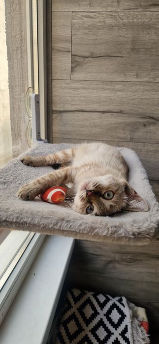 Котенок ищет любящий дом
