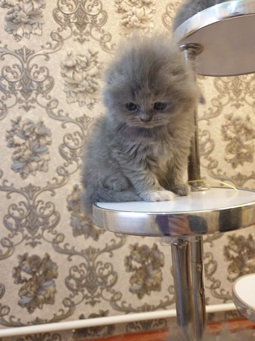 Toza zotli mushuk bolalari