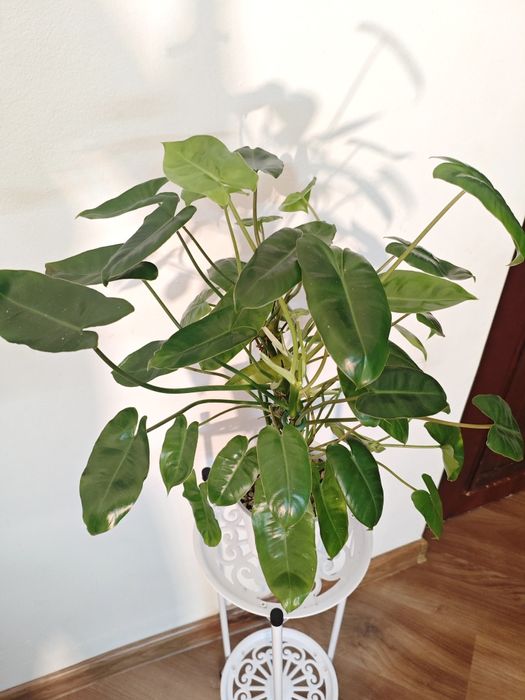 Филодендрон Бурле Маркс