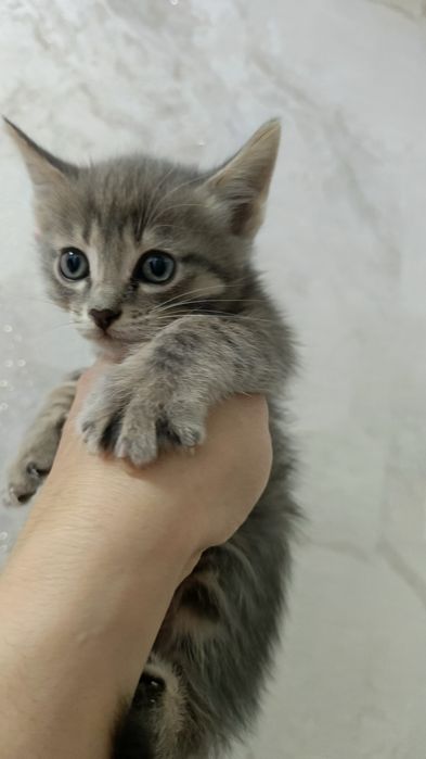 Котик остался один ушки прямые