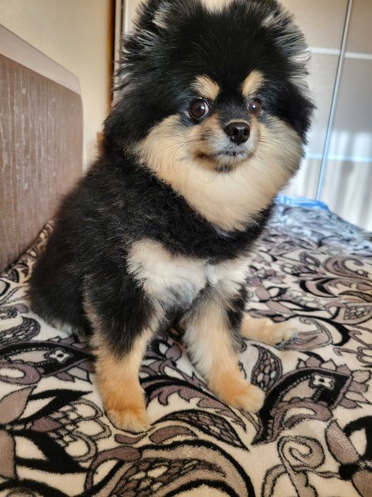 Отдам в добрые руки