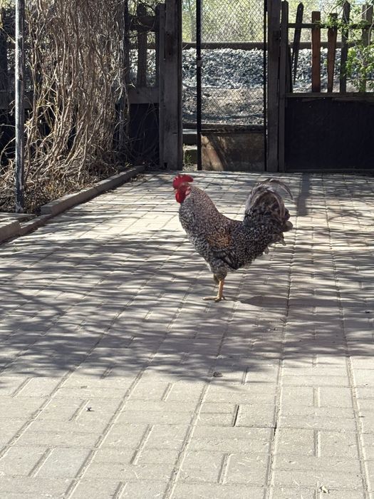 Продаю Петуха Плимутрок