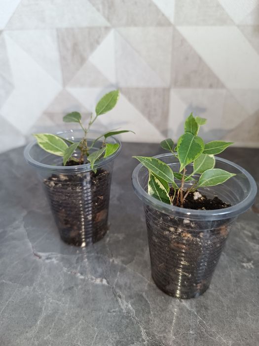 Фикус мелколиственный лавли