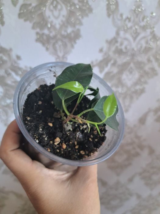 Комнатные растения