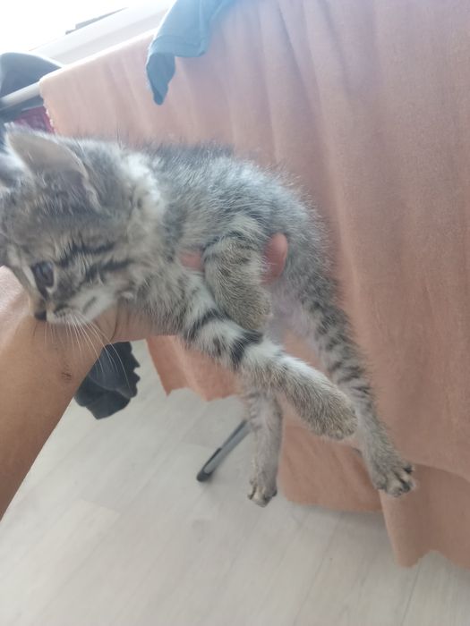 Отдам котенка в добрые руки
