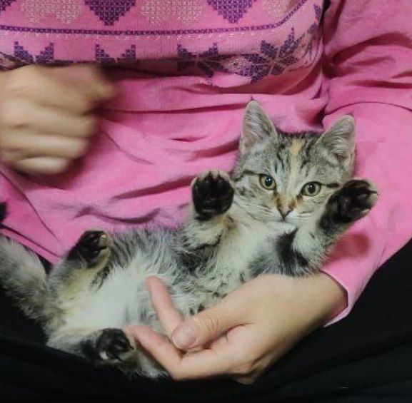 Отдам в добрые руки