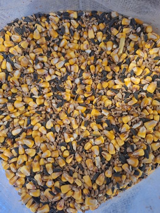 Amestec cereale Porumb,Grau,Floare 10+1 Gratis