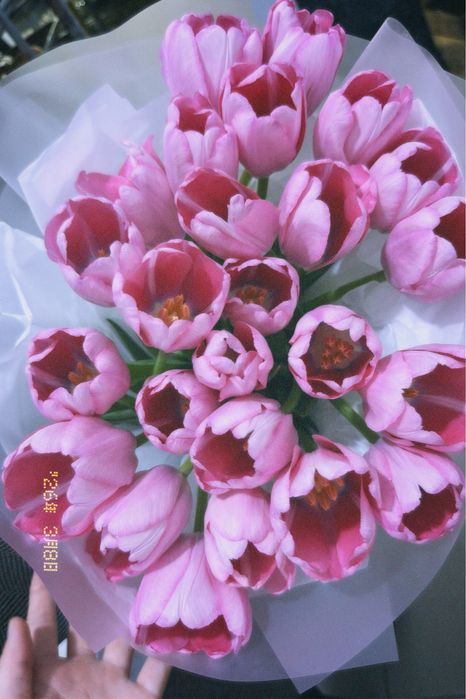 Букет розовых тюльпанов