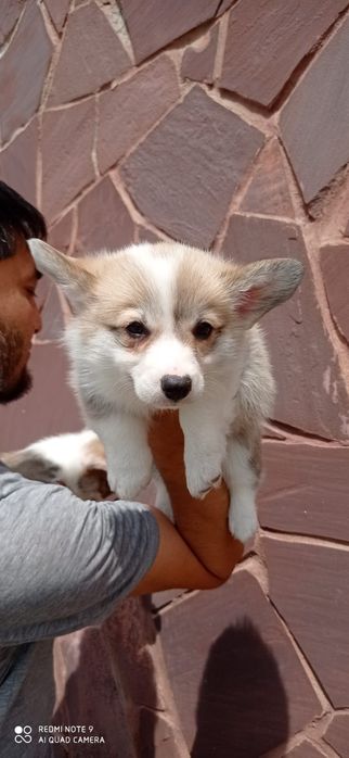 Предлагаю щенков Вельш корги-пемброк!!!