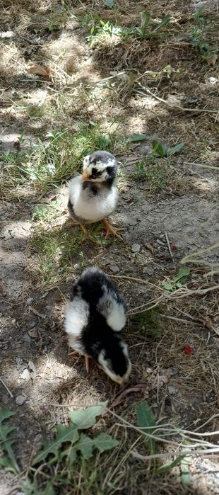 Dekorativ Wyandotte Silver