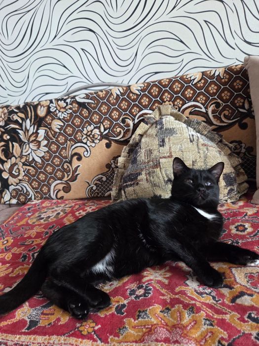 Отдам милых котеек