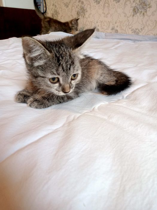 Котята ищут своего хозяина