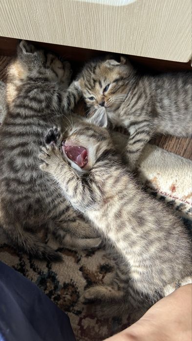 Шотландская вислоухая кошка