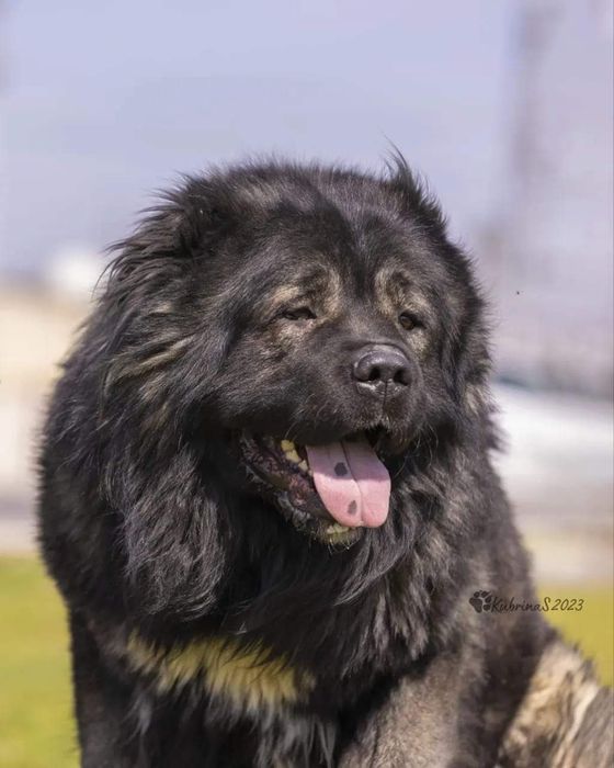 Щенки кавказской овчарки