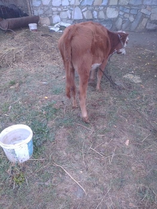 Гуножинча сотилади