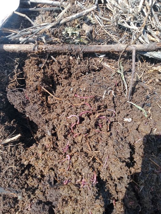 Биогумус сатамын.