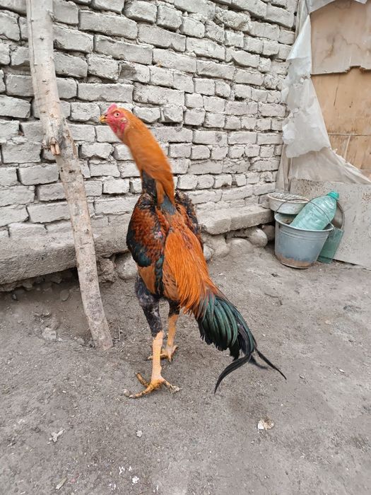 дакан кораз сатылады