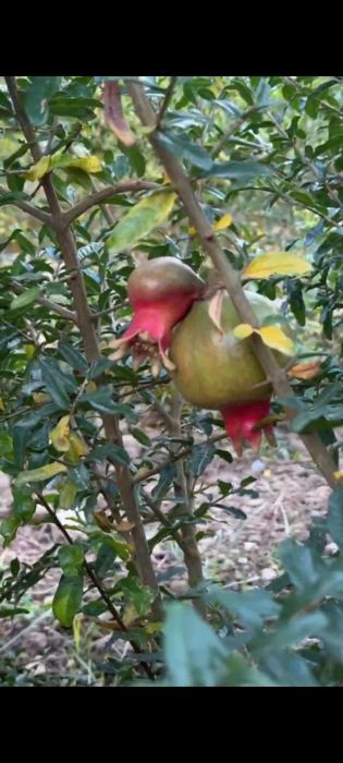 Гранат без косточек американский