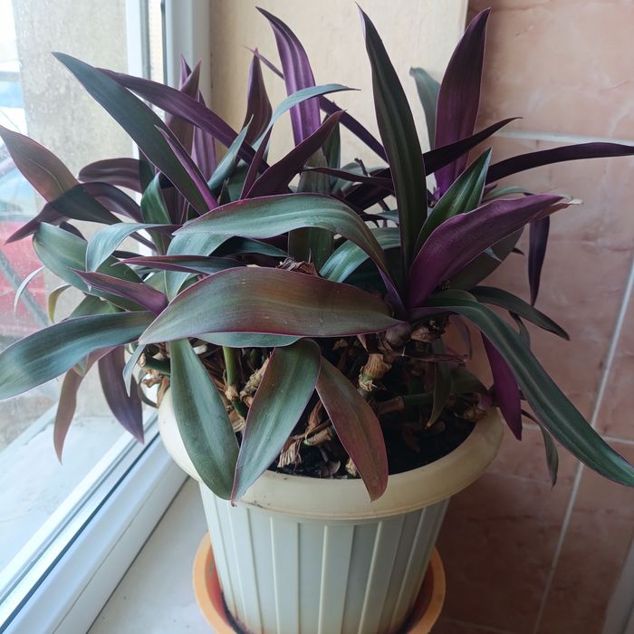 Рео традесканция