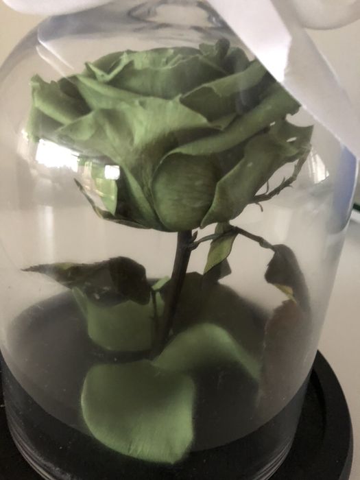 Роза в колбе