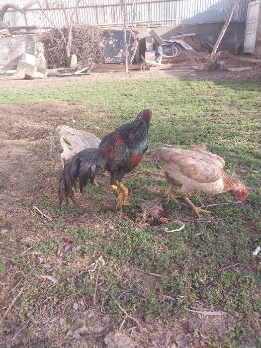 Срочно продам петух бойцовский