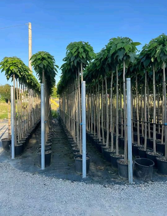 Mesteacăn cu coja alba tei fhotinia red robin