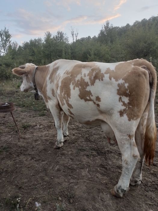 Vând vaca Baltata Romaneasca