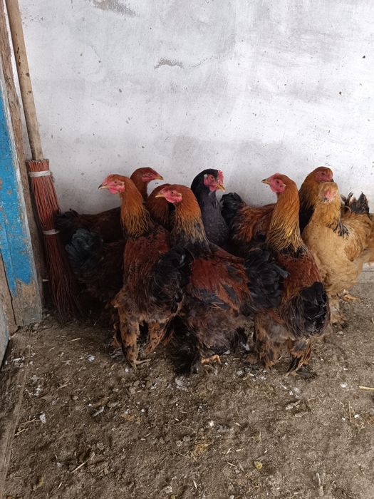 Продам петушков молодых,