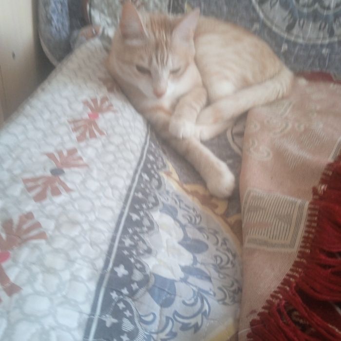 Отдам  бесплатно кошку