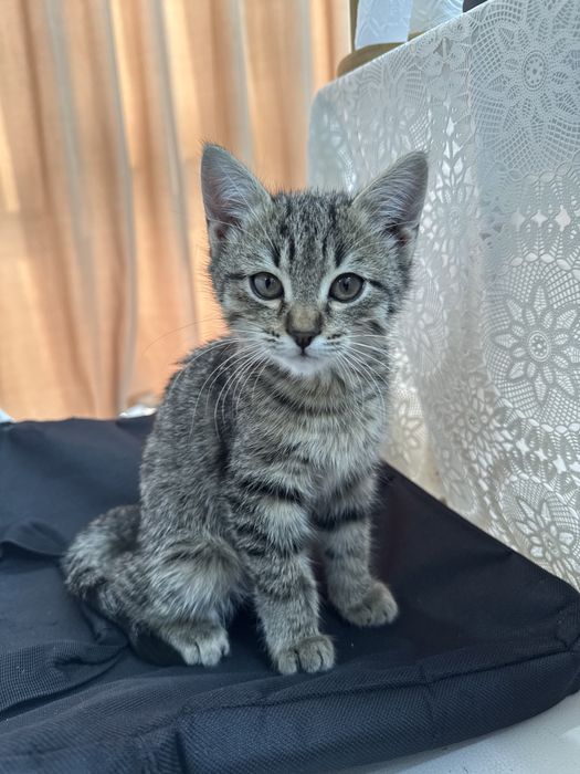 Пристраиваю котенка