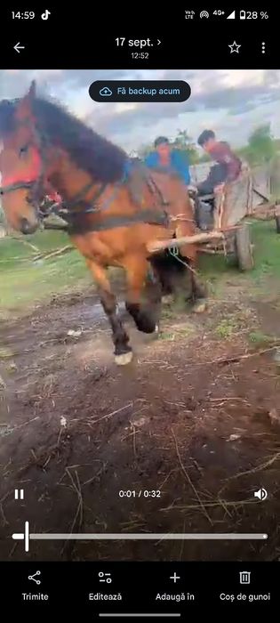 Vând iapă nu mușcă nu lovește de patru ani
