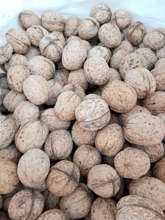 Порно видео: аналингус, минет