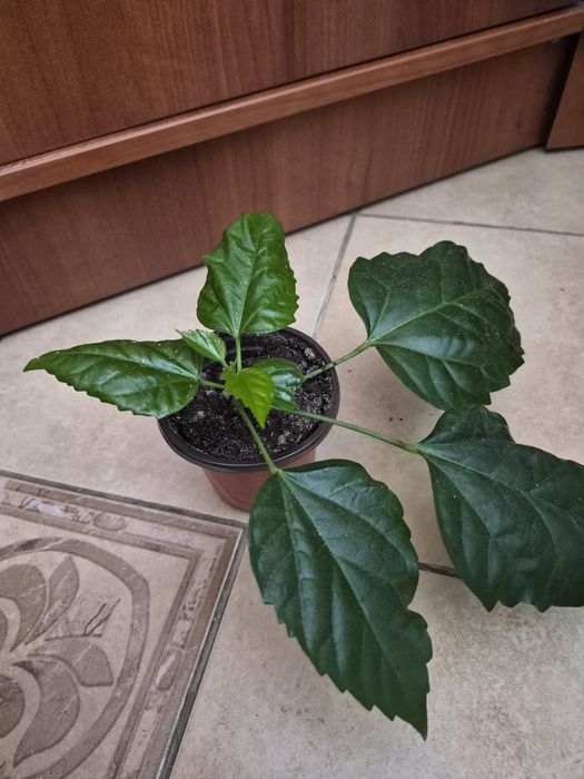 Комнатные цветы,разные