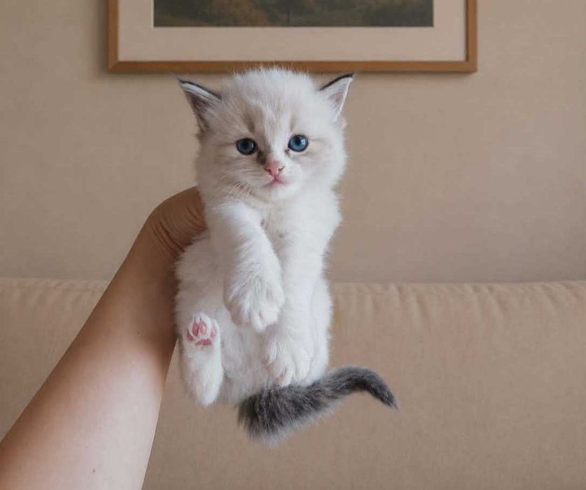 Чистокръвни РЕГДОЛ котенца
