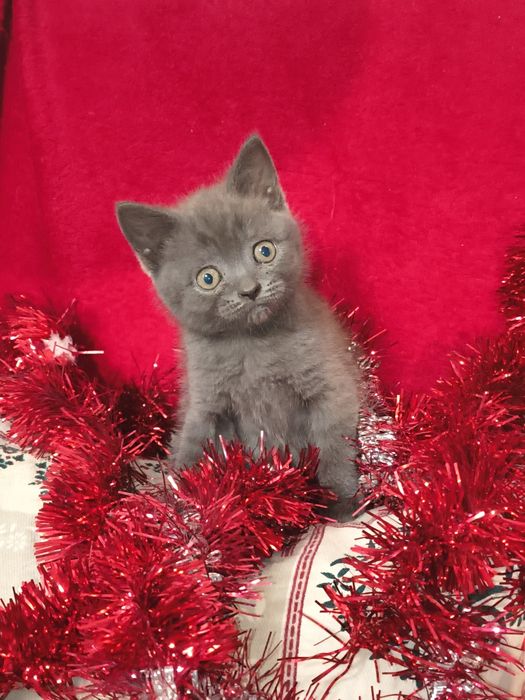 British short hair blue