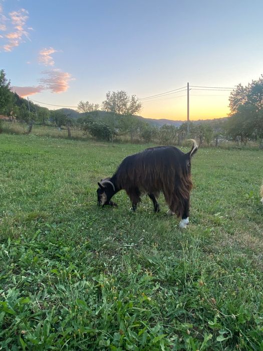 3 capre de vânzare. 2 sunt gestante, fată in septembrie