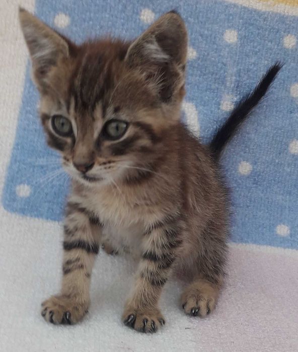 Подарявам гальовни мъжки котета на 2 месеца