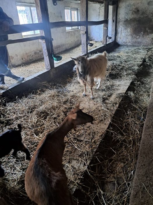Ofer spre vânzarea capre