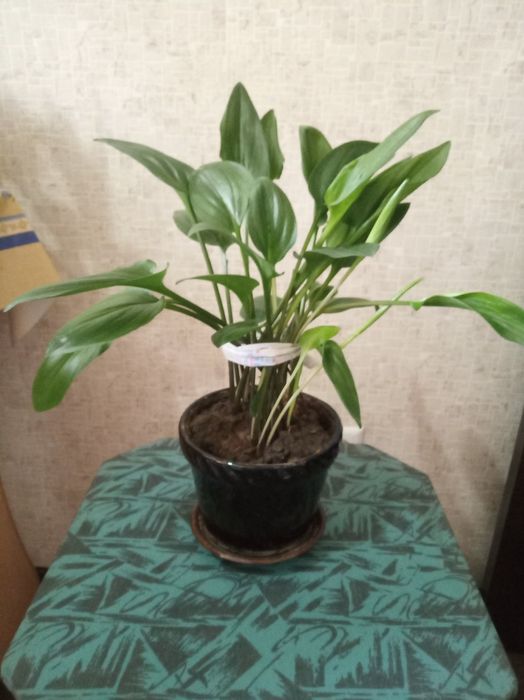 Цветы комнатные,красивые