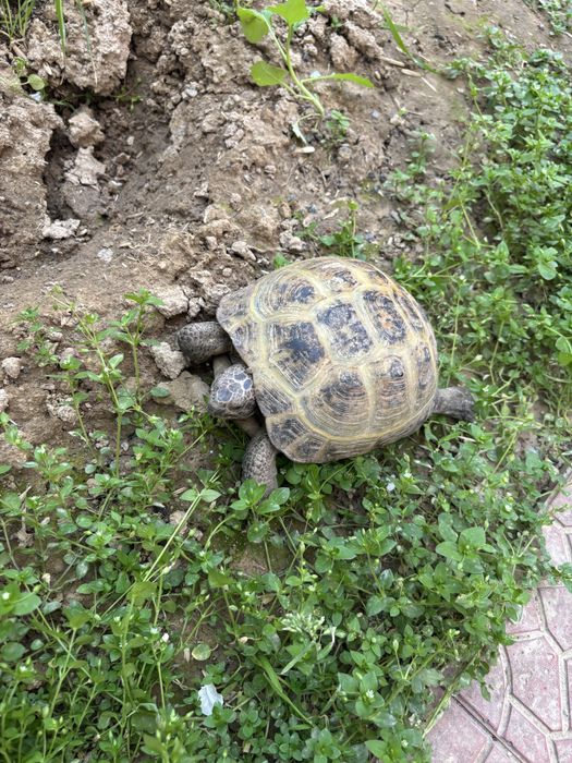 Котта тошбака сотилади.Алмашаман