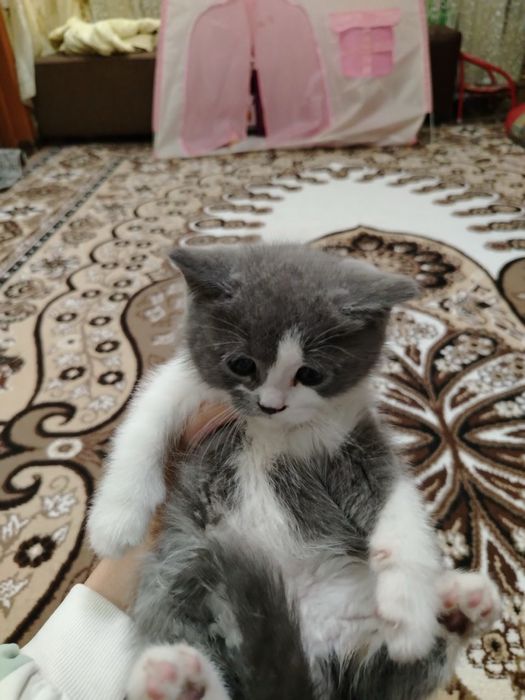 Mushukcha Scottish Strayt toza qon