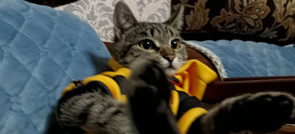 Котенок 9 месяцев