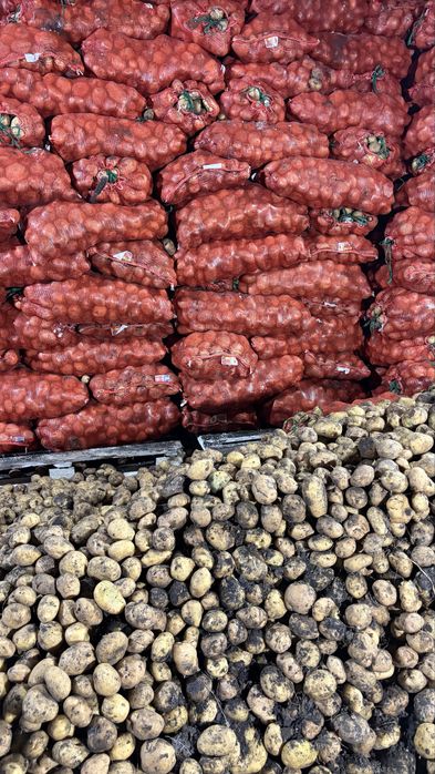 Картофель семенной