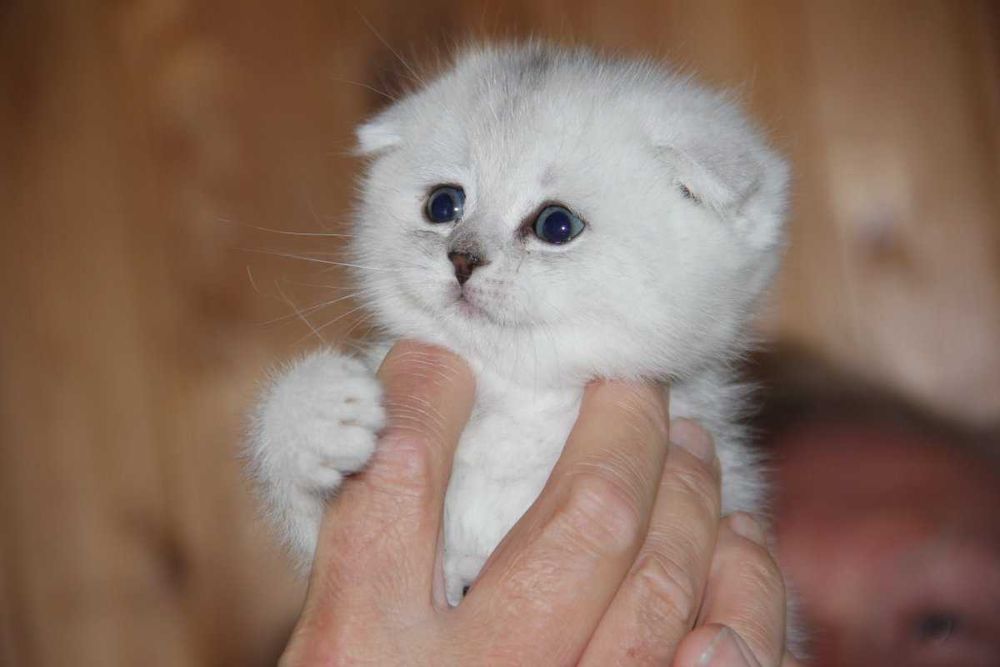 Продам Шотландских Шиншилл