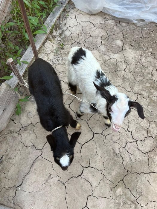 Теке лақтар сатылады