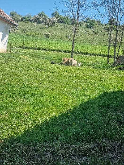 Vând capre 10 bucăți plus 5 baloti lucerna