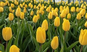 Тюльпаны на 14 февраля