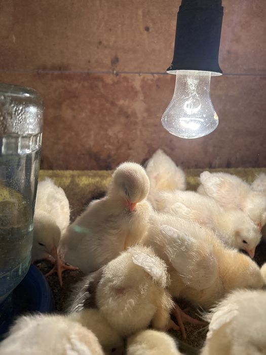 Продам цыплят породы Адлер