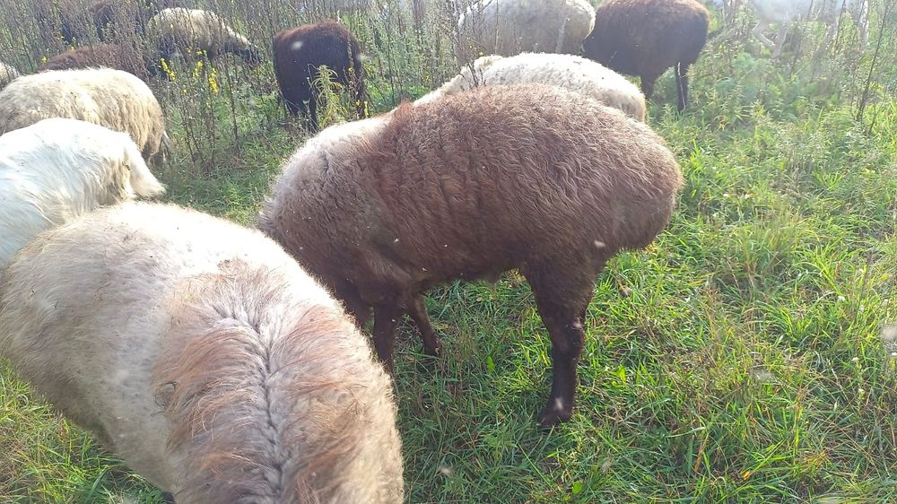 Жирные бараны для Ваших блюд!