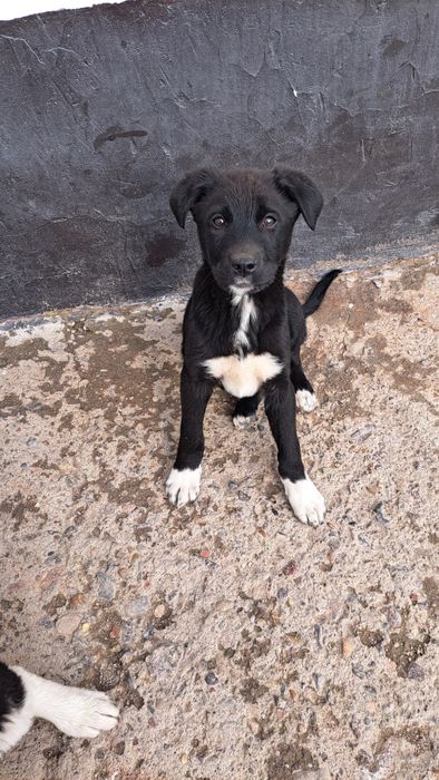 Күшік қыздар үй іздеп жүр